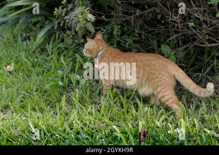 Un chat orange portant un col bleu et une cloche rouge. debout sur l'herbe verte dans le jardin et regardant quelque chose d'avant Banque D'Images