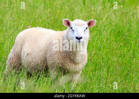 Cheviot Lamb se tenait dans une prairie écossaise en regardant la caméra le jour ensoleillé Banque D'Images
