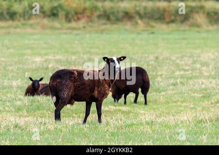 Mouflon de Zwartblie regardant l'appareil photo debout dans un pré écossais Banque D'Images