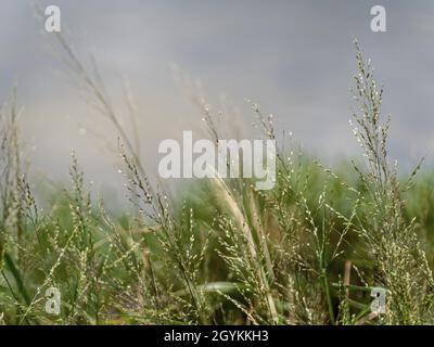 Les fleurs d'herbe flottent dans le vent Banque D'Images