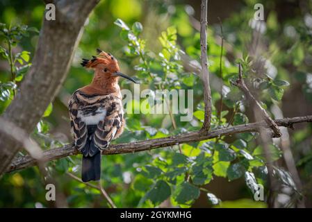 Hoopoe africain, Upupa africana, adulte à Grahamstown/Makhanda, province du Cap oriental, Afrique du Sud,06 août 2019. Banque D'Images