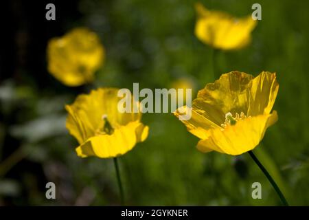 coquelicots jaunes sauvages à fleurs (Papaver cambrica). Croissance à Dumfries & Galloway, Écosse Banque D'Images