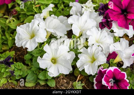 Grand groupe de nombreuses fleurs blanches délicates de pétunia axillaris dans un pot, avec un arrière-plan flou dans un jardin dans un beau jour de printemps Banque D'Images