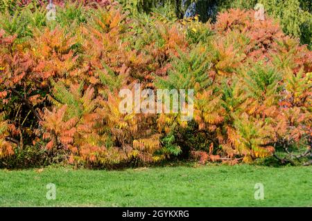 Arrière-plan monochrome minimaliste avec de grandes feuilles rouges et orange et de petites fleurs de l'arbuste de Rhus, communément appelé sumac, sumach ou sumaq, dans un ga Banque D'Images