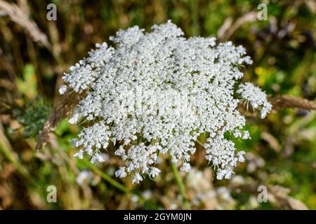 Beaucoup de fleurs blanches délicates d'Anthriscus sylvestris plante vivace sauvage, communément connue sous le nom de persil de vache, de chervil sauvage ou de keck dans une forêt, dehors Banque D'Images