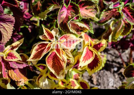 De nombreuses feuilles vertes et rouges foncé de plantes décoratives de coleus dans la famille des Lamiaceae, dans un jardin ensoleillé de printemps, beau fond floral extérieur Banque D'Images