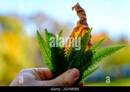 Main de l'homme tenant la pointe de petites feuilles de fougères sur fond de forêt.Feuille vert vif et dos de feuille brun sec éclairé par la lumière du soleil.Saison d'automne. Banque D'Images