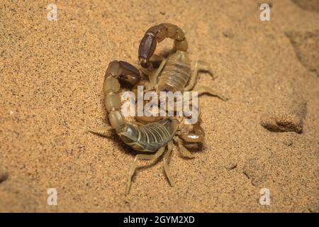 Androctonus sp., Scorpion, scorpion mortel, dune de sable, Jaisalmer,Parc national du désert, Rajasthan, Inde Banque D'Images