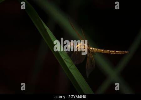 Dragonfly sur l'herbe, Pune, Maharashtra, Inde Banque D'Images