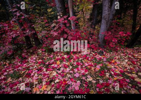 Les feuilles d'érable rouge déchue créent un motif en mosaïque sur le fond du canyon en automne.Les grandes vues de l'automne changent pour des détails de terrain intéressants. Banque D'Images