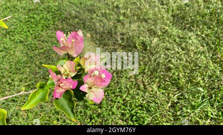 Belles fleurs de Bougainvilliers rose et blanc. Banque D'Images