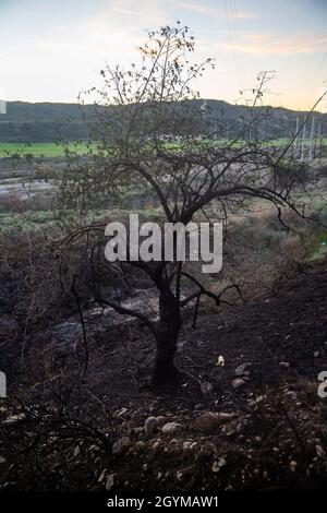 La végétation brûlée peut être vue près des routes Cristianitos et Basilone à bord du camp de base du corps des Marines Pendleton, Californie, le 30 janvier 2020.Le service des incendies du camp Pendleton et l'autorité des incendies du comté d'Orange ont répondu aux deux incendies de broussailles pendant la nuit.Les incendies ont brûlé environ un hectare et provoqué des ralentissements le long de l'Interstate Highway 5.(É.-U.Photo du corps marin par Cpl.Dylan Chagnon) Banque D'Images