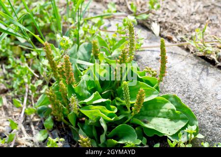 Grand plantain ou Rat's Tail (plantago Major), gros plan montrant la plante qui croît au bord d'un chemin rugueux. Banque D'Images