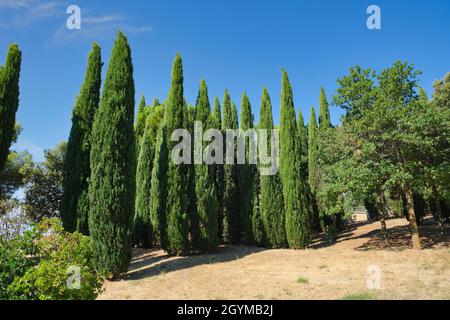 Cupressus sempervirens, cyprès méditerranéen dans le parc.Italie du Sud. Banque D'Images