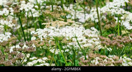 L'heracleum sphondylium (heracleum sphondylium), une image panoramique montrant un grand nombre de plantes à différents stades de floraison. Banque D'Images