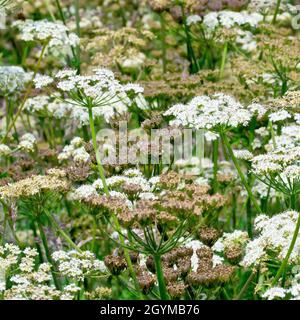 L'heracleum sphondylium (heracleum sphondylium), une image abstraite montrant un grand nombre de plantes à divers stades de floraison. Banque D'Images