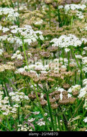 L'heracleum sphondylium (heracleum sphondylium), une image abstraite montrant un grand nombre de plantes à divers stades de floraison. Banque D'Images