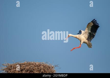 Cigognes blanches arrivant au nid en vol.Alsace, France. Banque D'Images