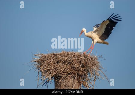 Cigognes blanches arrivant au nid en vol.Alsace, France. Banque D'Images