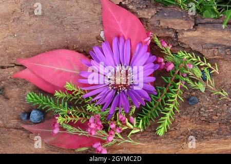 arrangement automnal sur un morceau d'écorce d'arbre composé de feuilles roses, de branches de bruyère, de quelques baies bleues et de la tête de fleur d'un sous-sol Banque D'Images