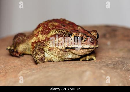 Duttaphrynus melanostictus indan, crapaud, Saswad, Pune, Maharashtra, Inde Banque D'Images