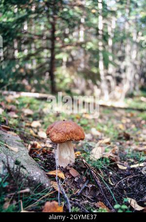 Le porcini aux champignons Boletus qui pousse dans une mousse et de l'herbe de près dans la forêt de suède Banque D'Images