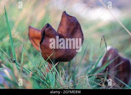 Le champignon (Gyromitra ambigua) est étroitement apparenté à la fausse morelle (Gyromitra esculenta), malmkoping suède Banque D'Images