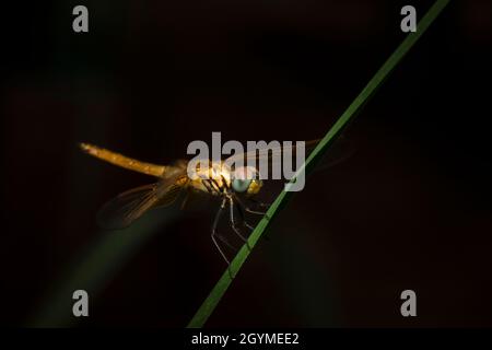 Dragonfly sur l'herbe, Pune, Maharashtra, Inde Banque D'Images