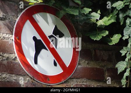 Chiens non admis Banque D'Images