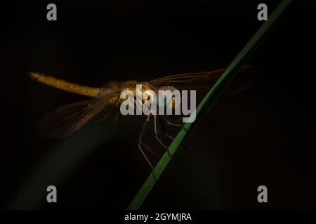 Dragonfly sur l'herbe, Pune, Maharashtra, Inde Banque D'Images