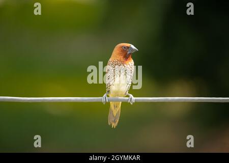 Oiseau de munia croisé squameux assis sur un câble sur fond vert flou Banque D'Images