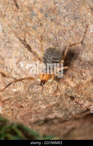 Solifuge, Sun Spider, Galeodes granti, Inde Banque D'Images