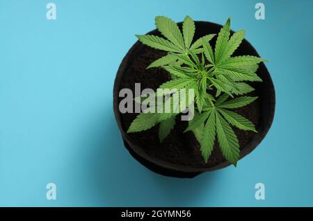 Culture de la buisson de cannabis isolée sur fond bleu.Une plante femelle de marijuana dans un pot avec terre de noix de coco, vue de dessus, plat. Banque D'Images