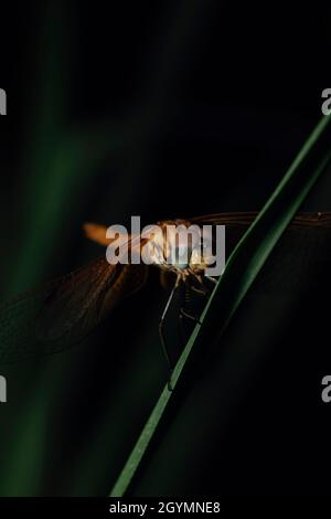 Dragonfly sur l'herbe, Pune, Maharashtra, Inde Banque D'Images