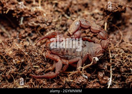 Hottentotta rugiscutus, Satara, Maharashtra, Inde Banque D'Images