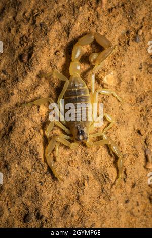 Scorpion, espèce Buthacus, Parc national du désert, Rajasthan, Inde Banque D'Images