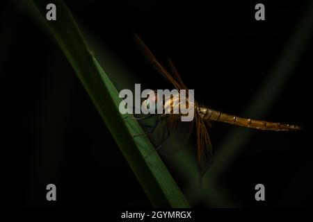 Dragonfly sur l'herbe, Pune, Maharashtra, Inde Banque D'Images