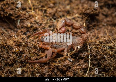 Hottentotta rugiscutus, Satara, Maharashtra, Inde Banque D'Images