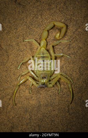 Scorpion, espèce Buthacus, Parc national du désert, Rajasthan, Inde Banque D'Images