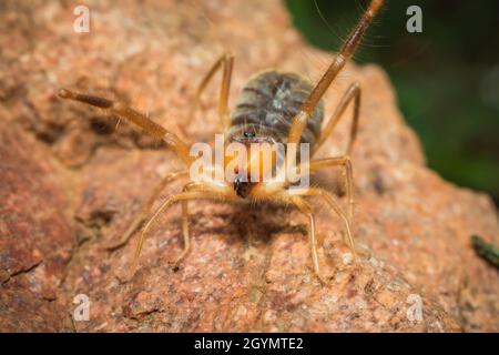 Solifuge, Sun Spider, Galeodes granti, Inde Banque D'Images