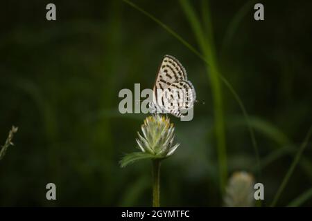 Pirot tacheté, Tarucus callinara, Panna, Madhya Pradesh, Inde Banque D'Images