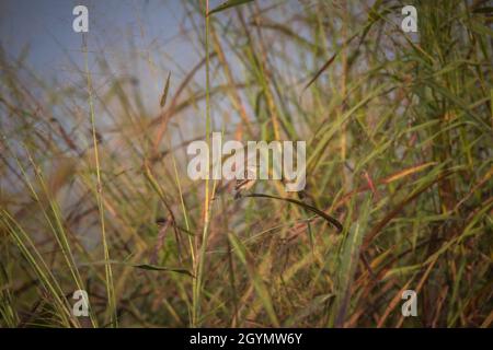 Commune de Stonechat, Saxicola torquatus, réserve de tigre de Panna, Madhya Pradesh, Inde Banque D'Images