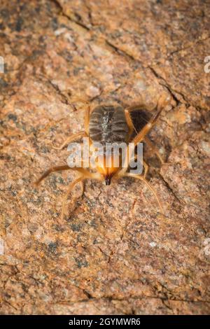 Solifuge, Sun Spider, Galeodes granti, Inde Banque D'Images