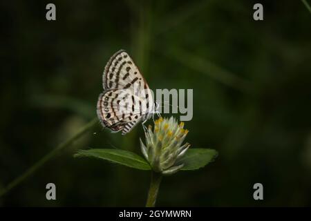 Pirot tacheté, Tarucus callinara, Panna, Madhya Pradesh, Inde Banque D'Images