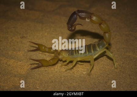 Androctonus sp., Scorpion, scorpion mortel, dune de sable, Jaisalmer,Parc national du désert, Rajasthan, Inde Banque D'Images