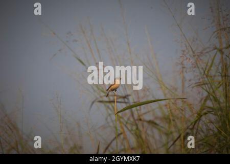 Commune de Stonechat, Saxicola torquatus, réserve de tigre de Panna, Madhya Pradesh, Inde Banque D'Images