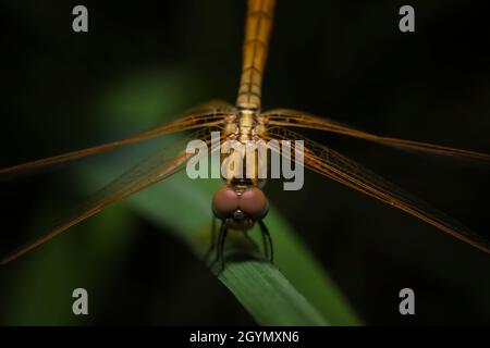 Dragonfly sur l'herbe, Pune, Maharashtra, Inde Banque D'Images