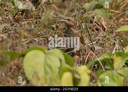 Le wryneck eurasien (Jynx torquilla) au sol au milieu de la végétation Koshi Tappu, NépalJanvier Banque D'Images