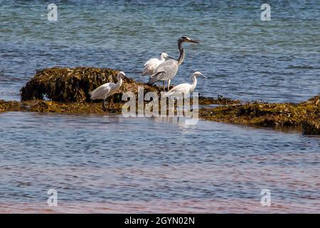 Un héron gris et trois petits aigrettes attendent expectantly qu'un haut de poisson apparaisse. Banque D'Images