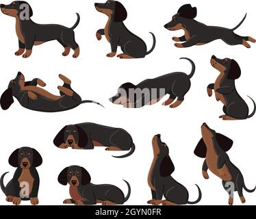Mignon dessin animé dachshund chien race dans diverses poses.Dachshund adorable personnage dormant, marchant, jouant scénario ensemble.Dachshund domestique Illustration de Vecteur